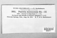 Puccinia montanensis image